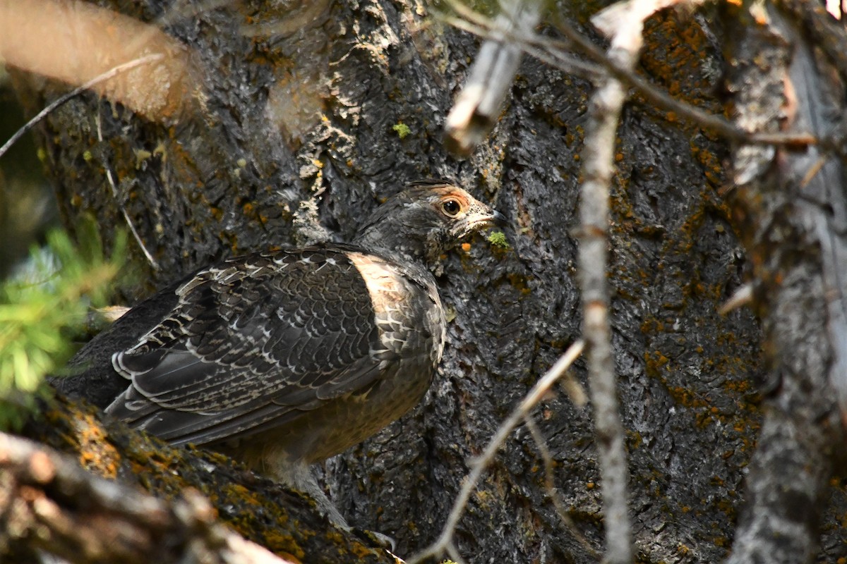 Dusky Grouse - ML541576601