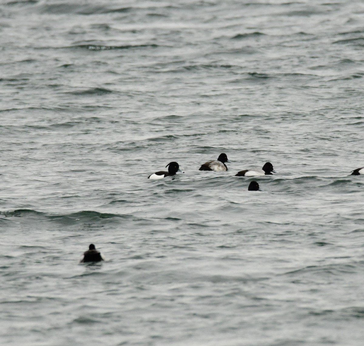 Tufted Duck - ML541576791