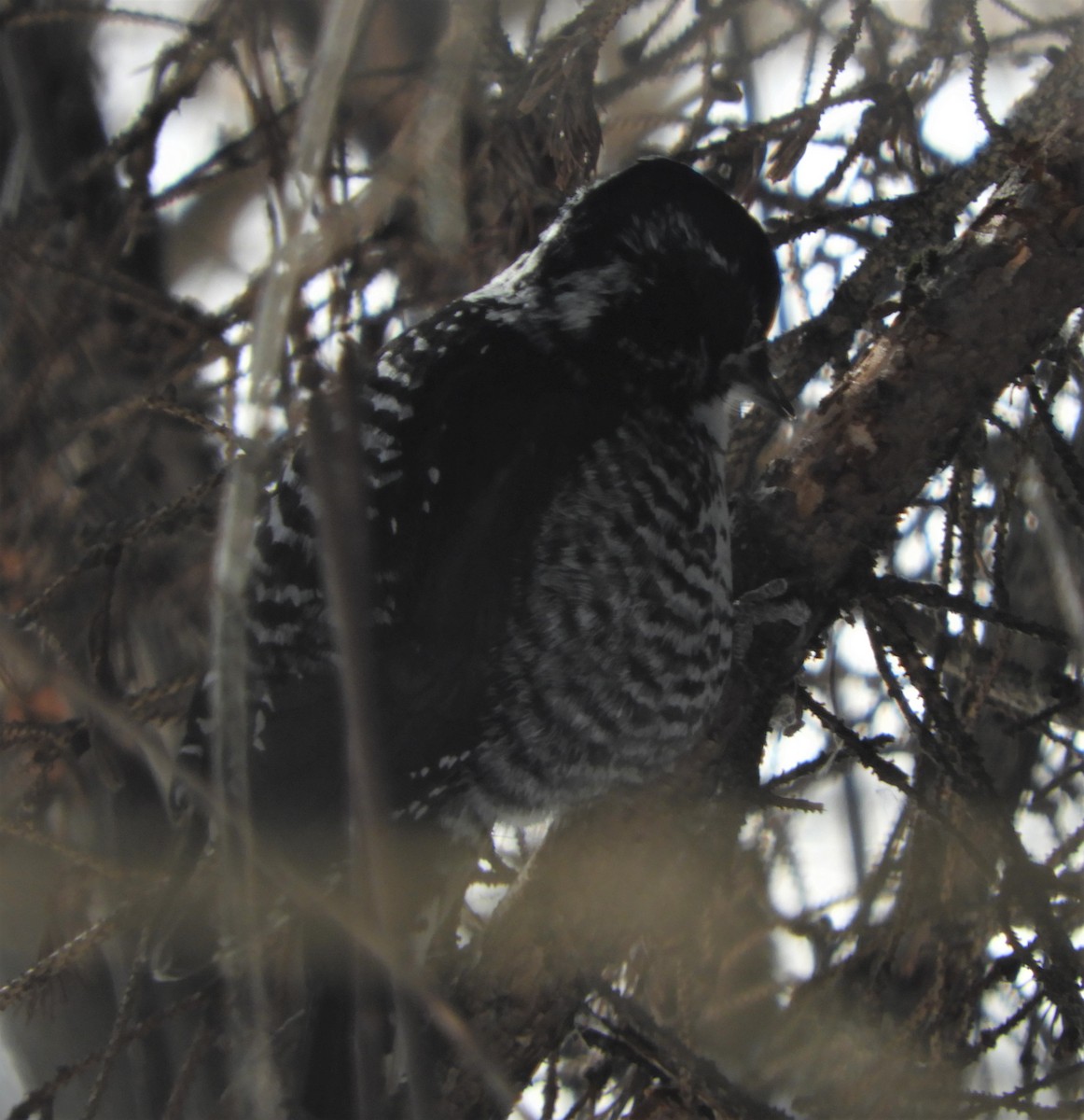 American Three-toed Woodpecker - ML541576831