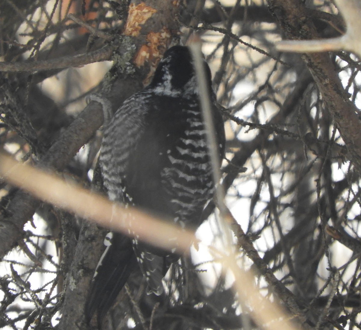 American Three-toed Woodpecker - ML541576841