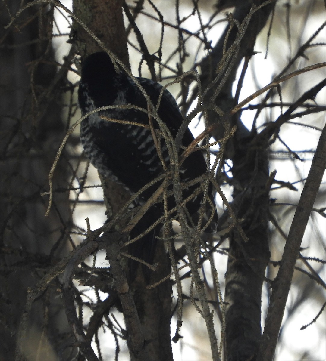 American Three-toed Woodpecker - ML541576851