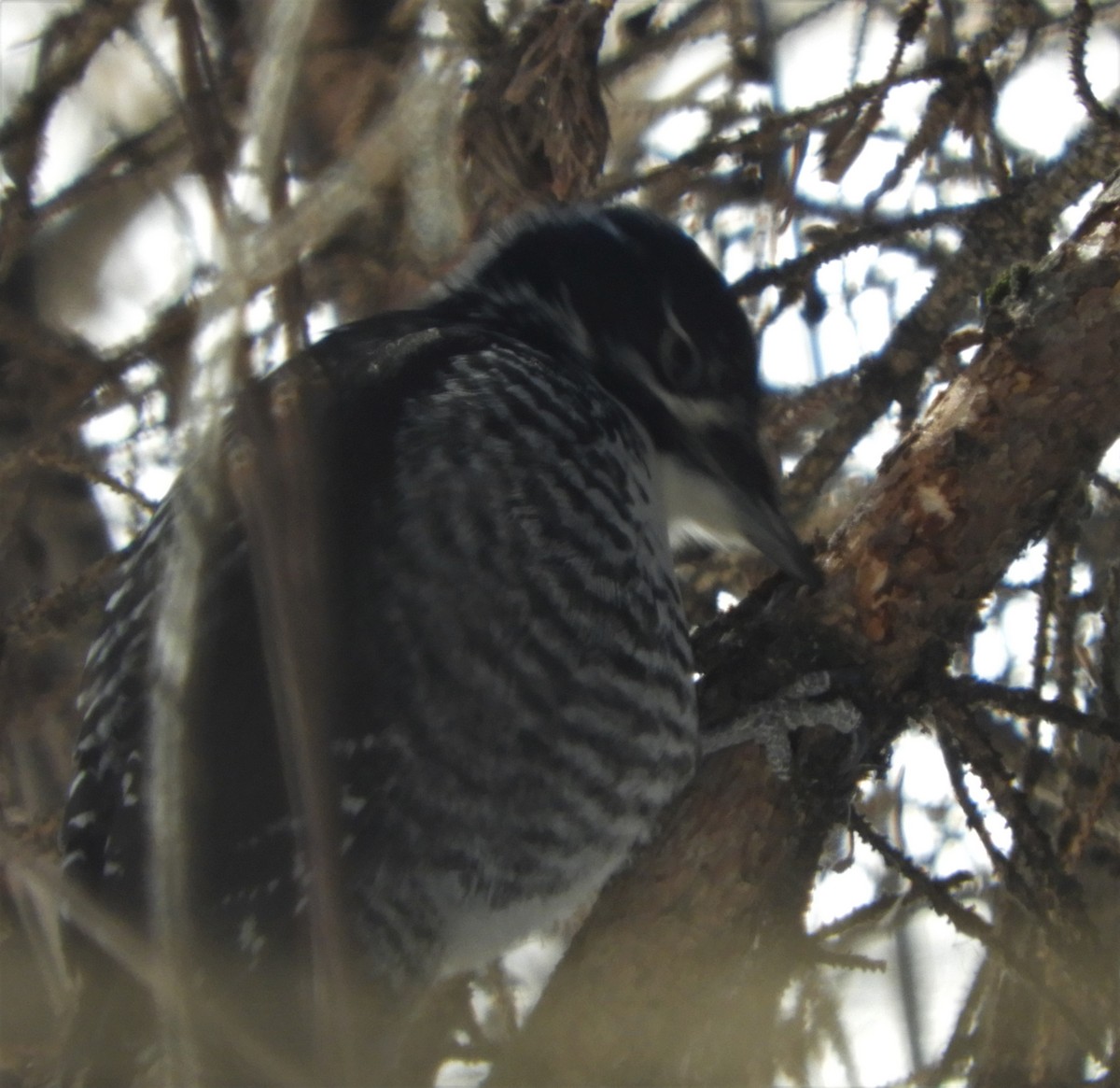 American Three-toed Woodpecker - ML541576861