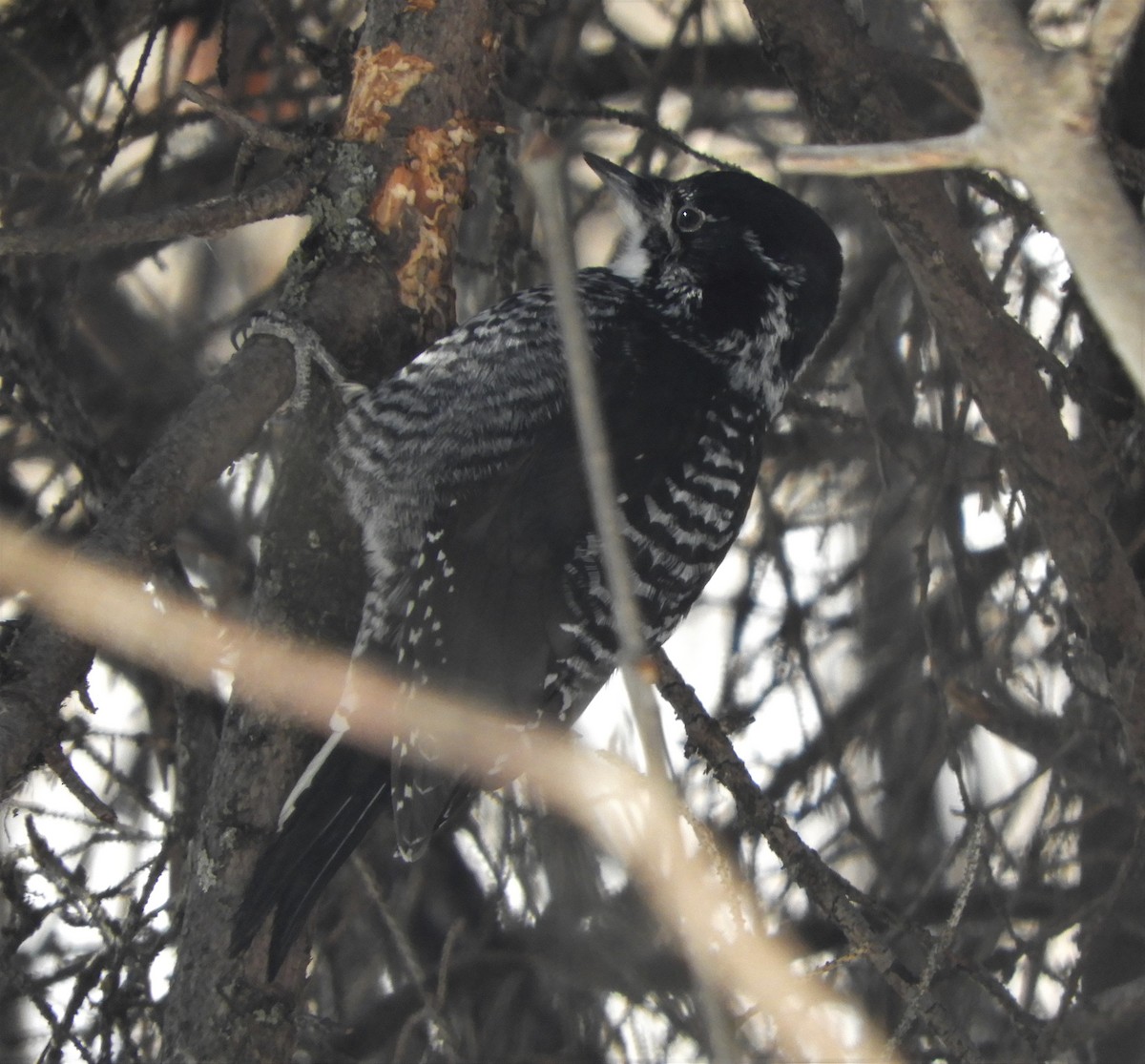 American Three-toed Woodpecker - ML541576871