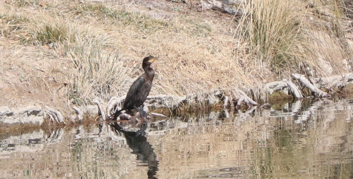 Neotropic Cormorant - Darlene Feener