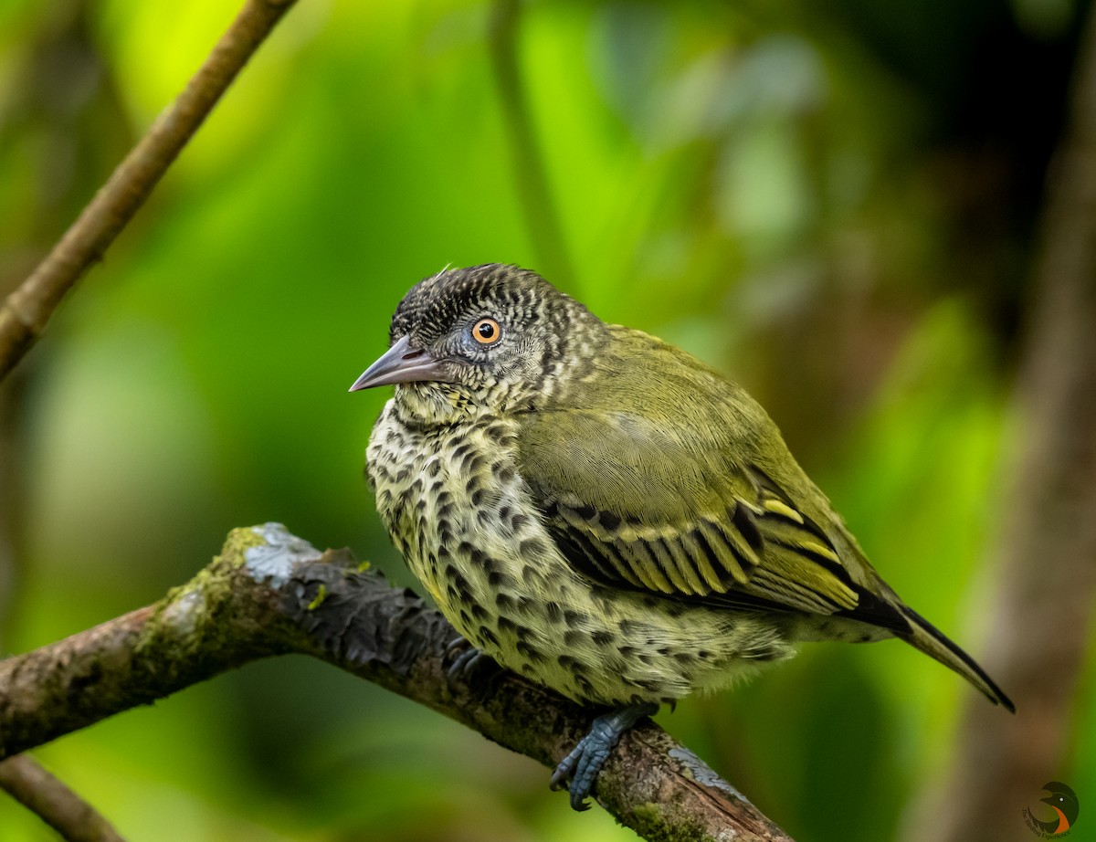 Sharpbill - David Rodríguez Arias