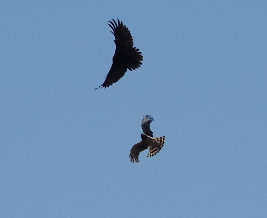 Northern Harrier - ML541580121