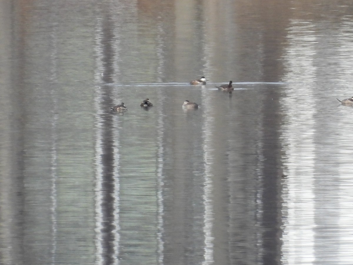 Ruddy Duck - ML541580201