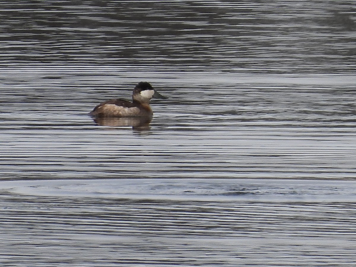 Ruddy Duck - ML541580231