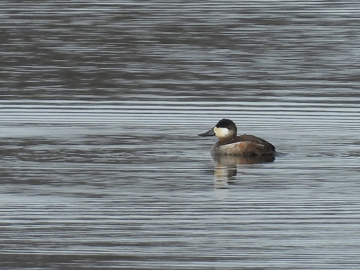 Ruddy Duck - ML541580241