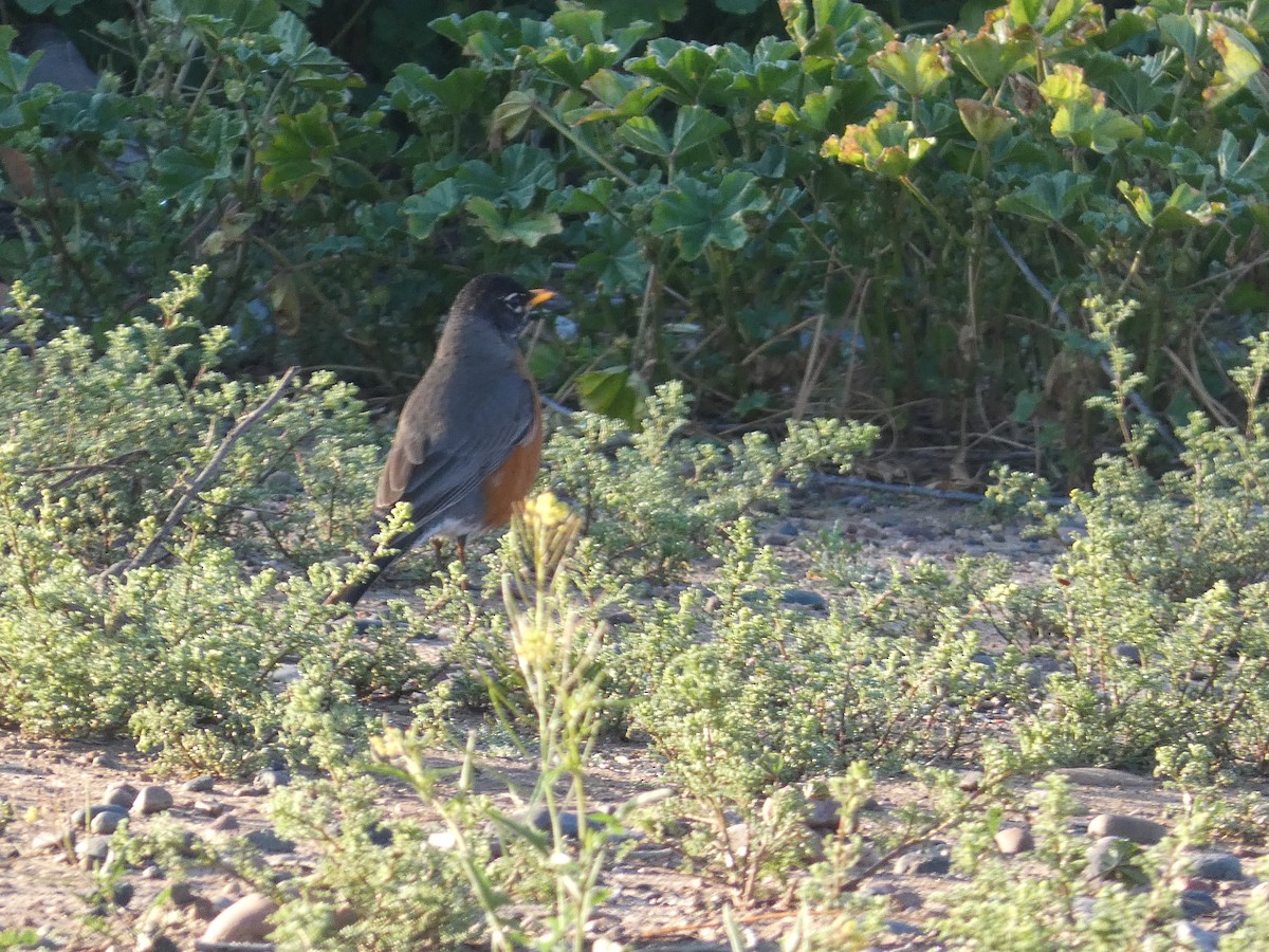 American Robin - ML541580901