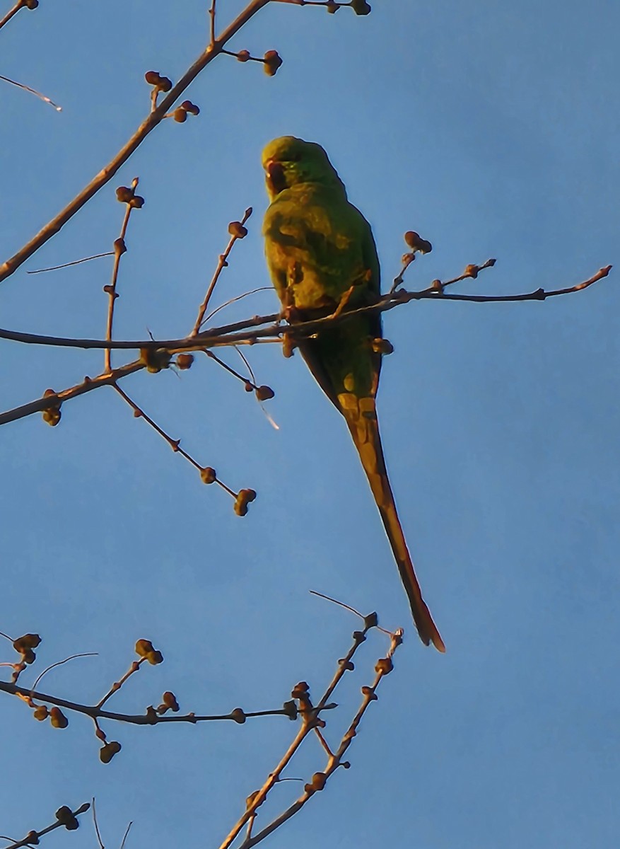 Rose-ringed Parakeet - Sarron Itliong