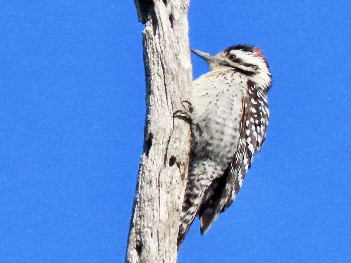 Ladder-backed Woodpecker - ML541582131
