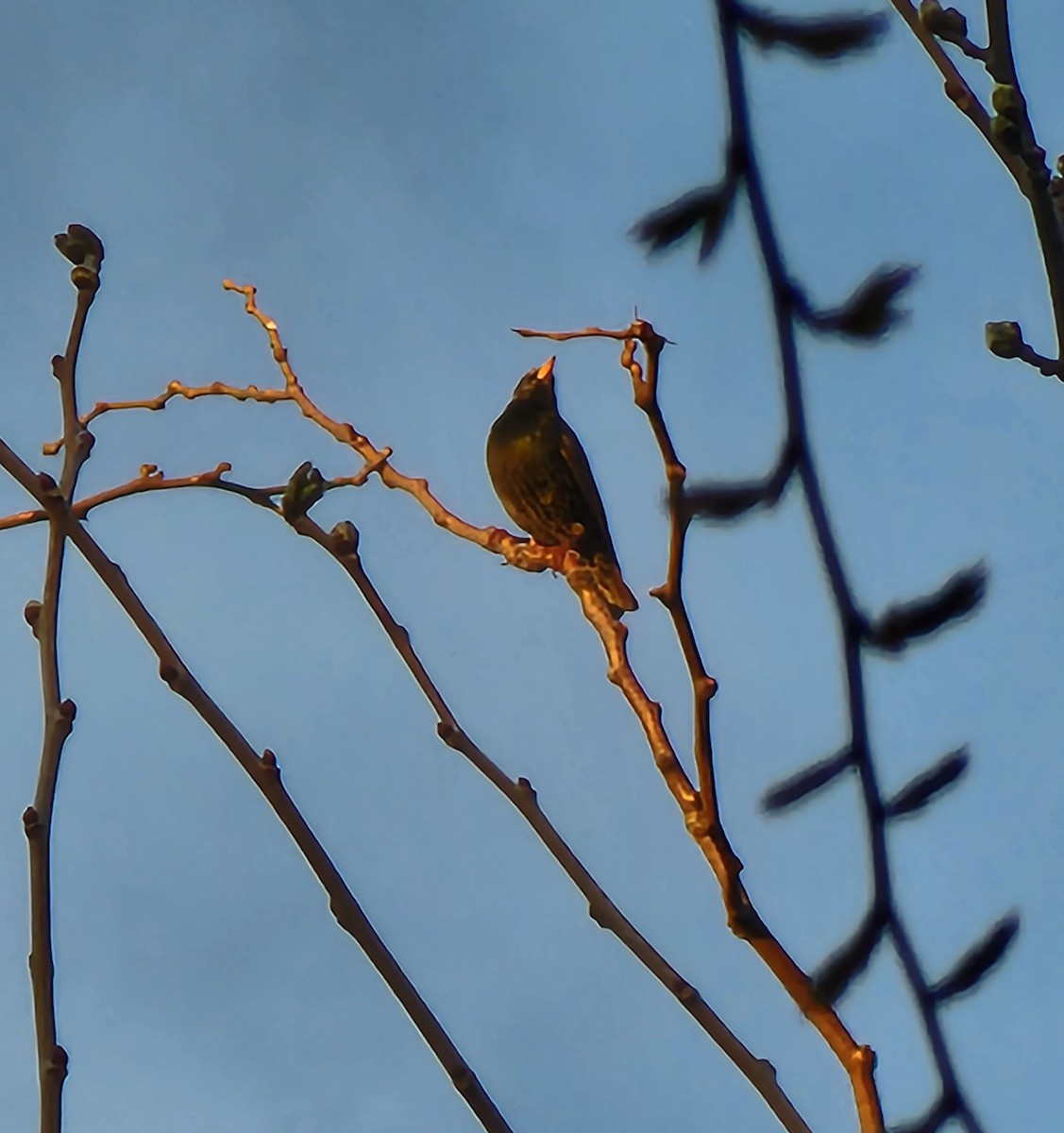 European Starling - ML541582381