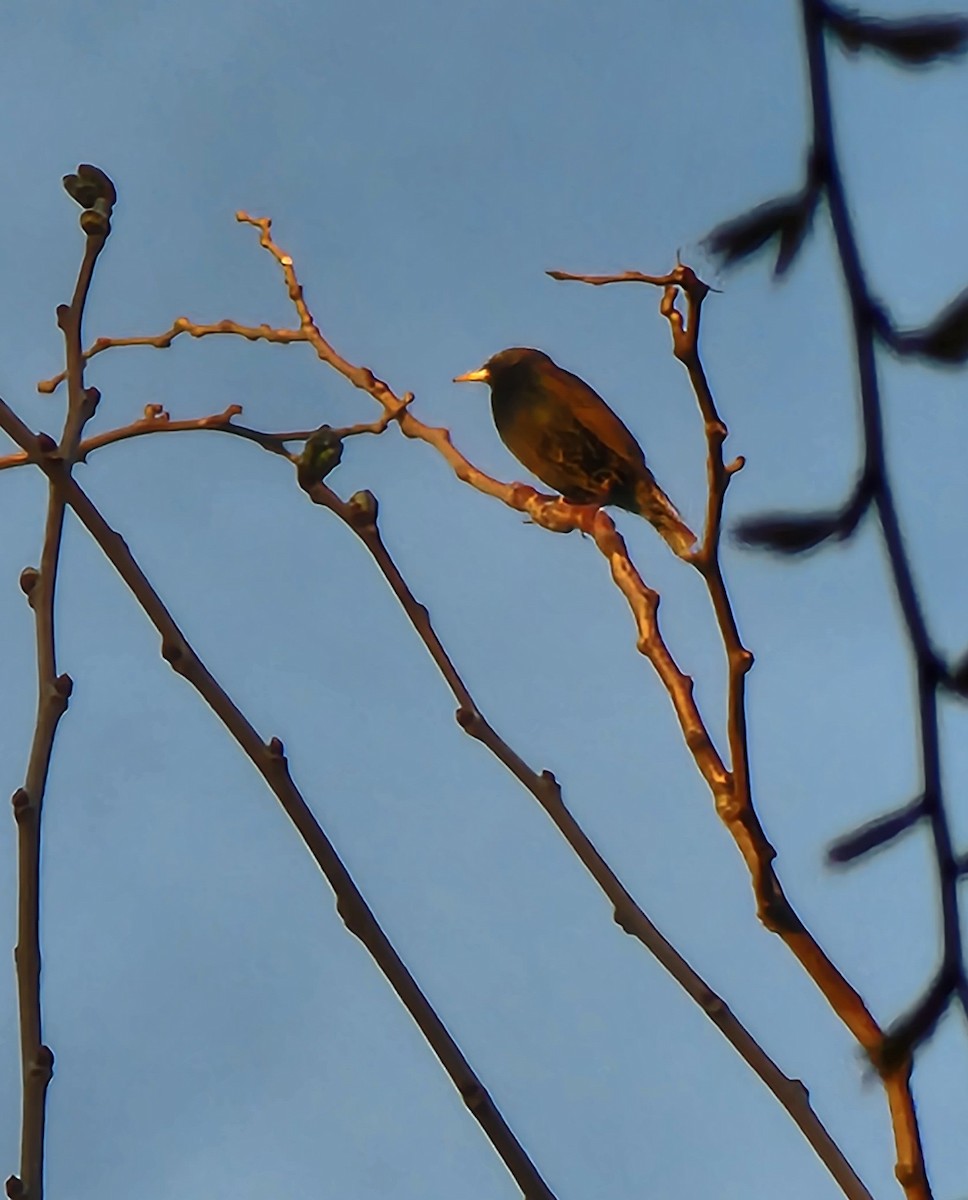 European Starling - ML541582491