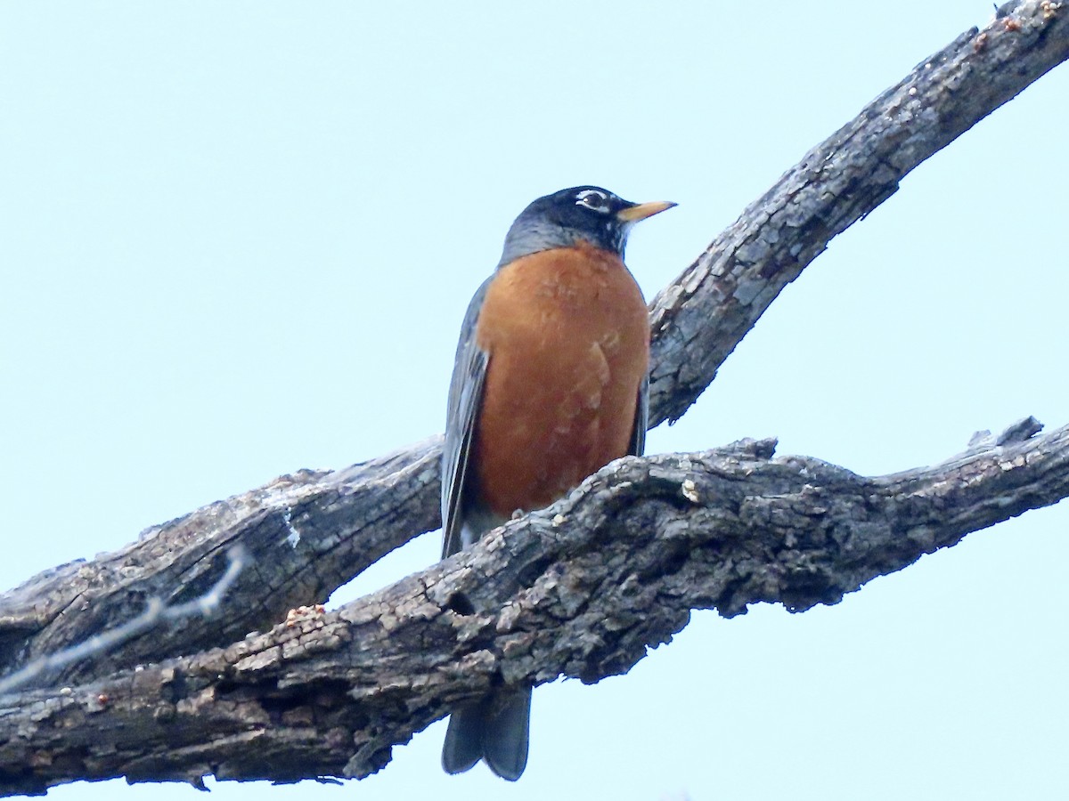 American Robin - ML541582921