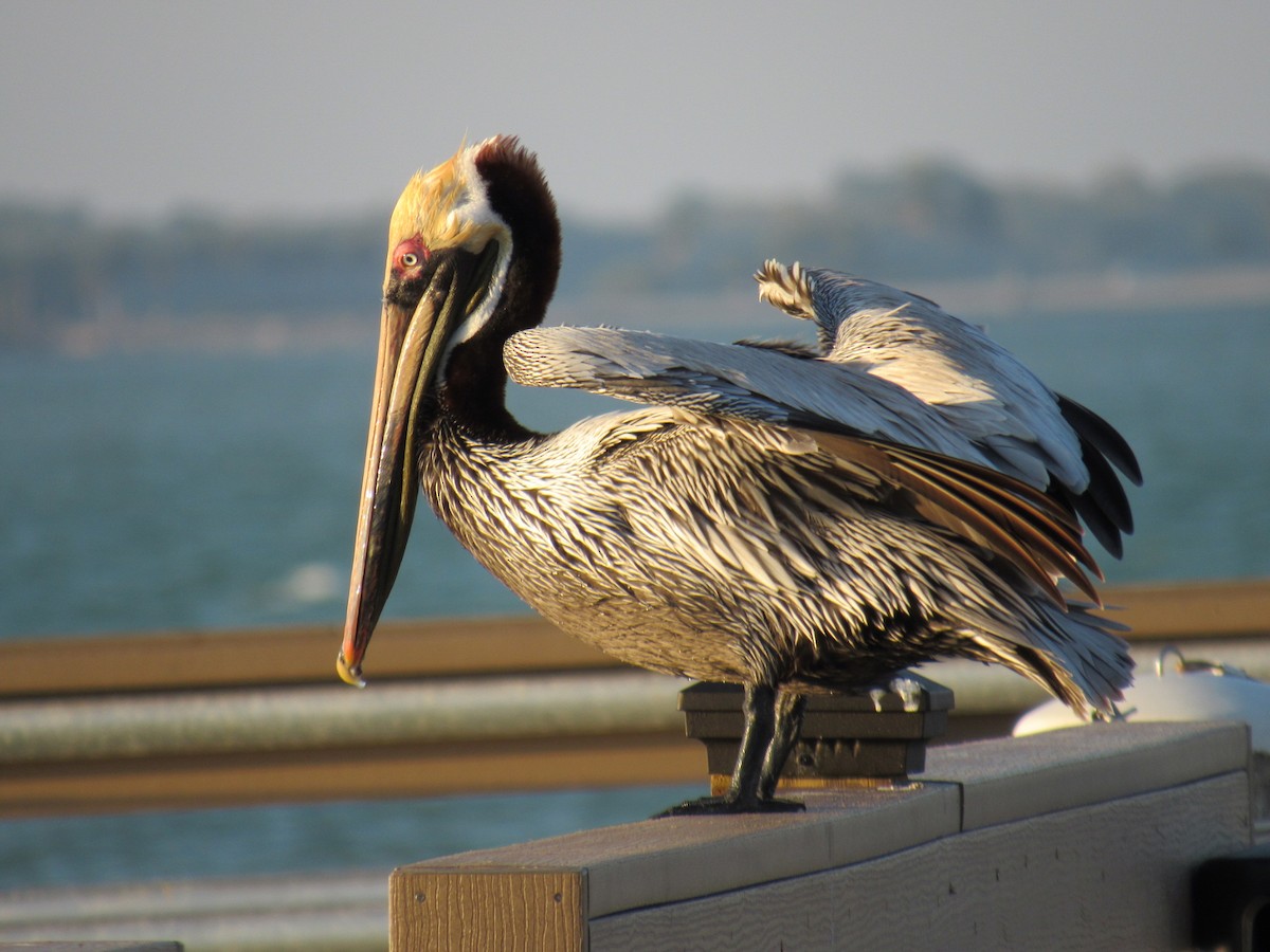 pelikán hnědý - ML541583481