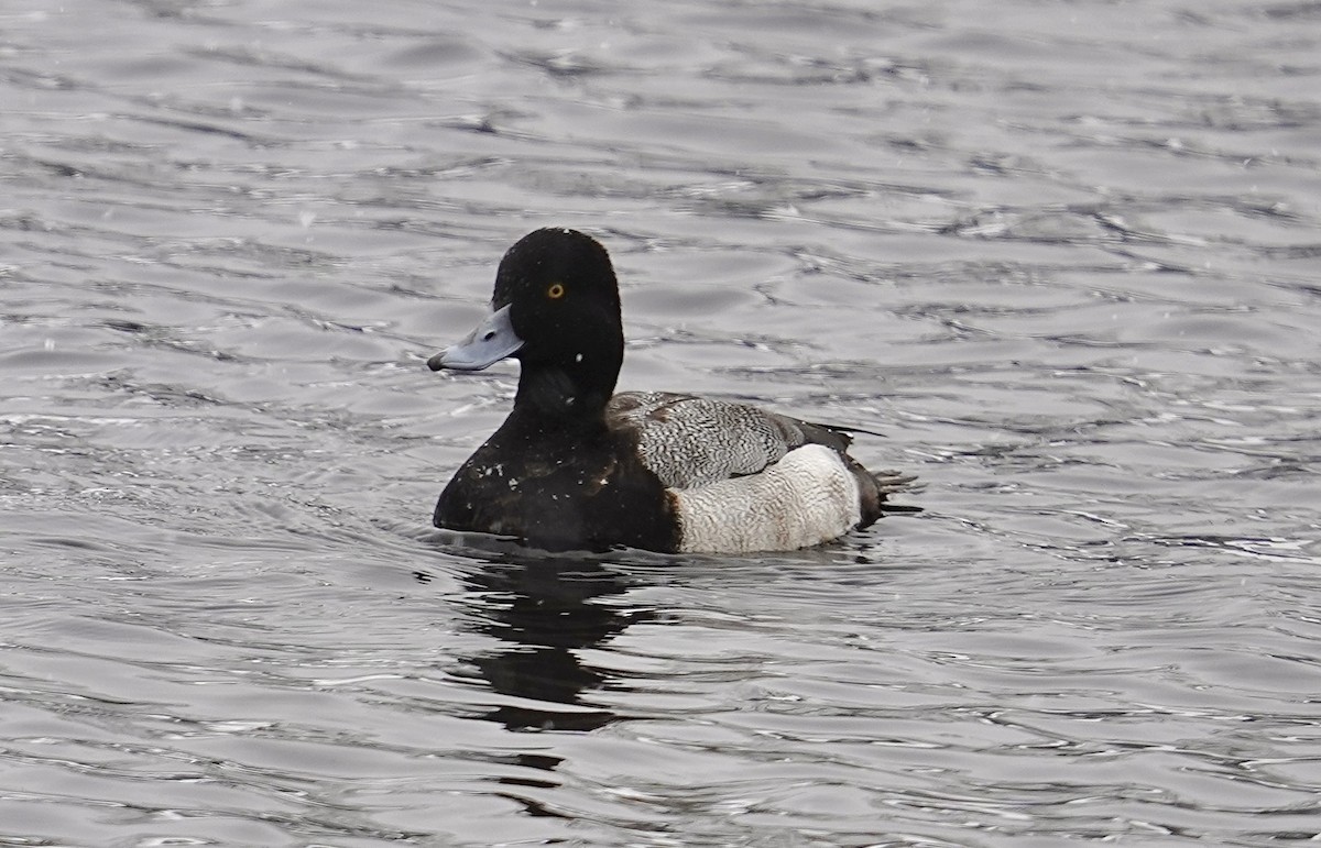 Lesser Scaup - ML541586721