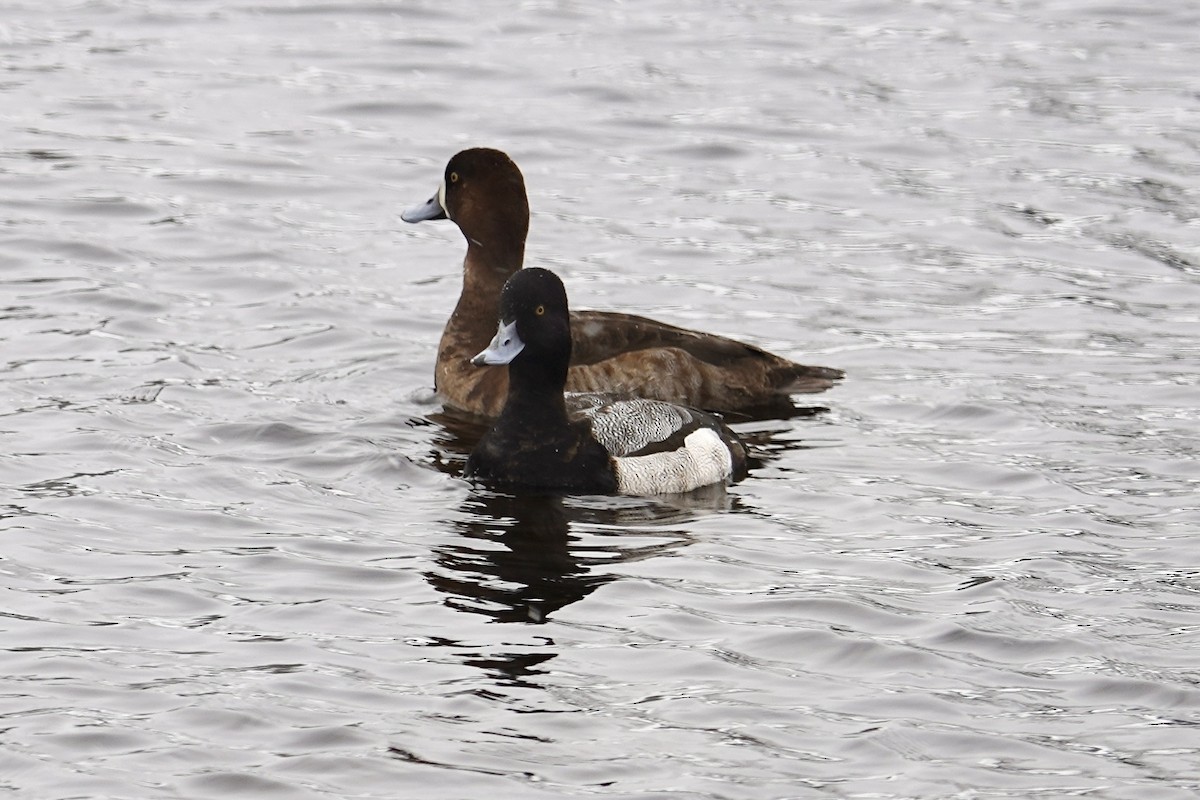 Lesser Scaup - ML541586761