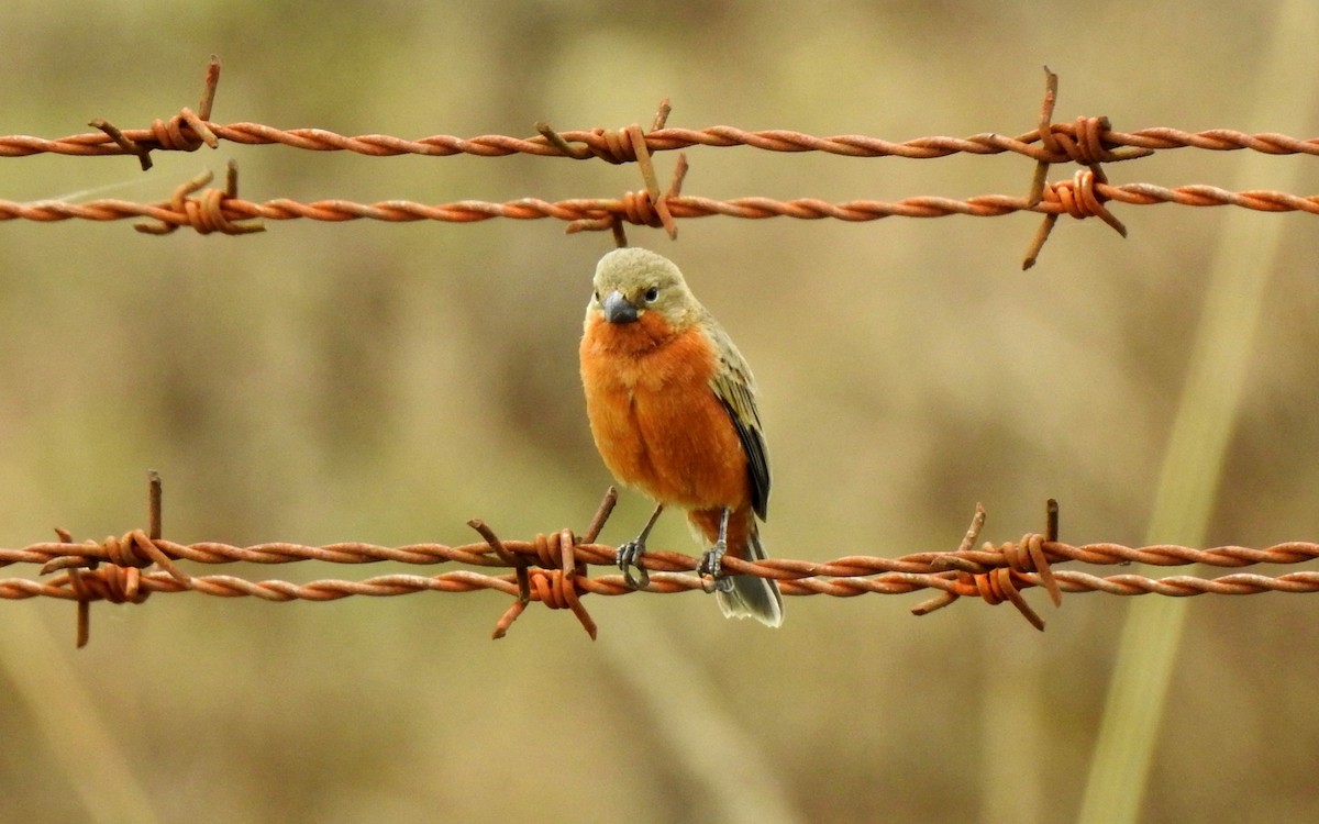 Ruddy-breasted Seedeater - Dallas Levey