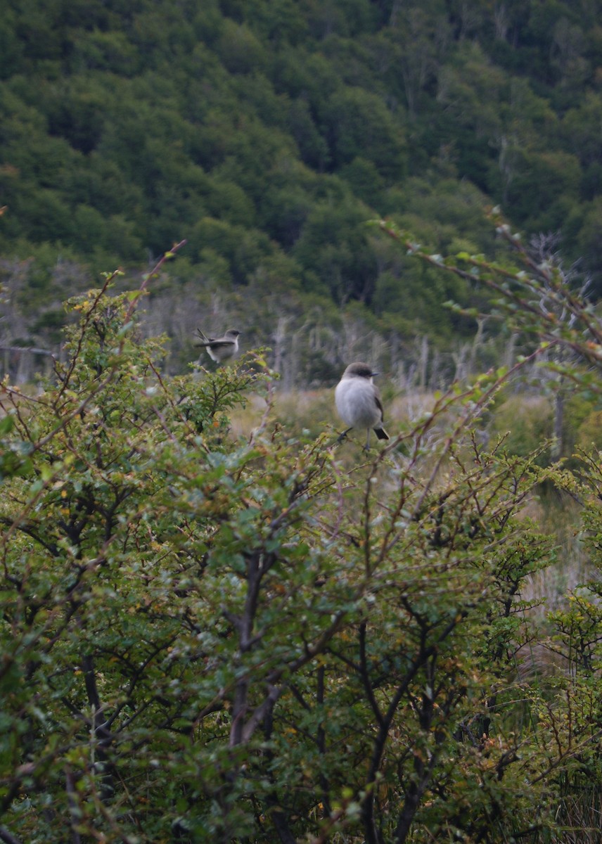 Dark-faced Ground-Tyrant - ML541588171