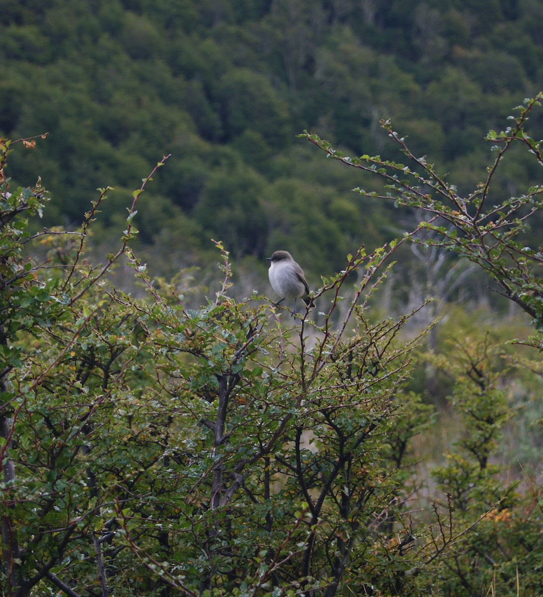 Dark-faced Ground-Tyrant - ML541588231