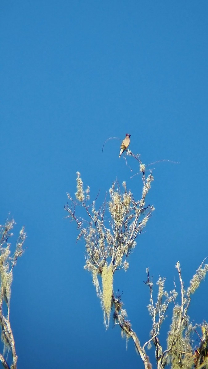 Cedar Waxwing - ML541588401