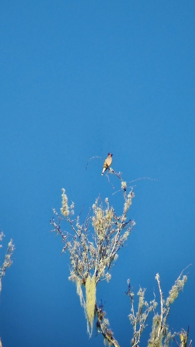 Cedar Waxwing - ML541588411