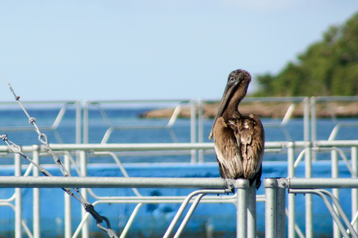 Brown Pelican - ML54158861