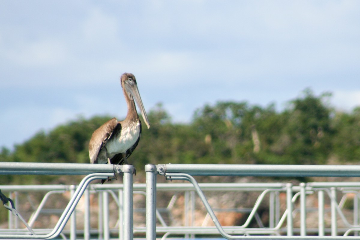 Brown Pelican - ML54158871