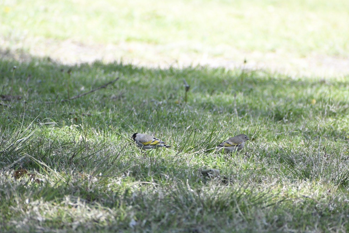 Lawrence's Goldfinch - ML541588711