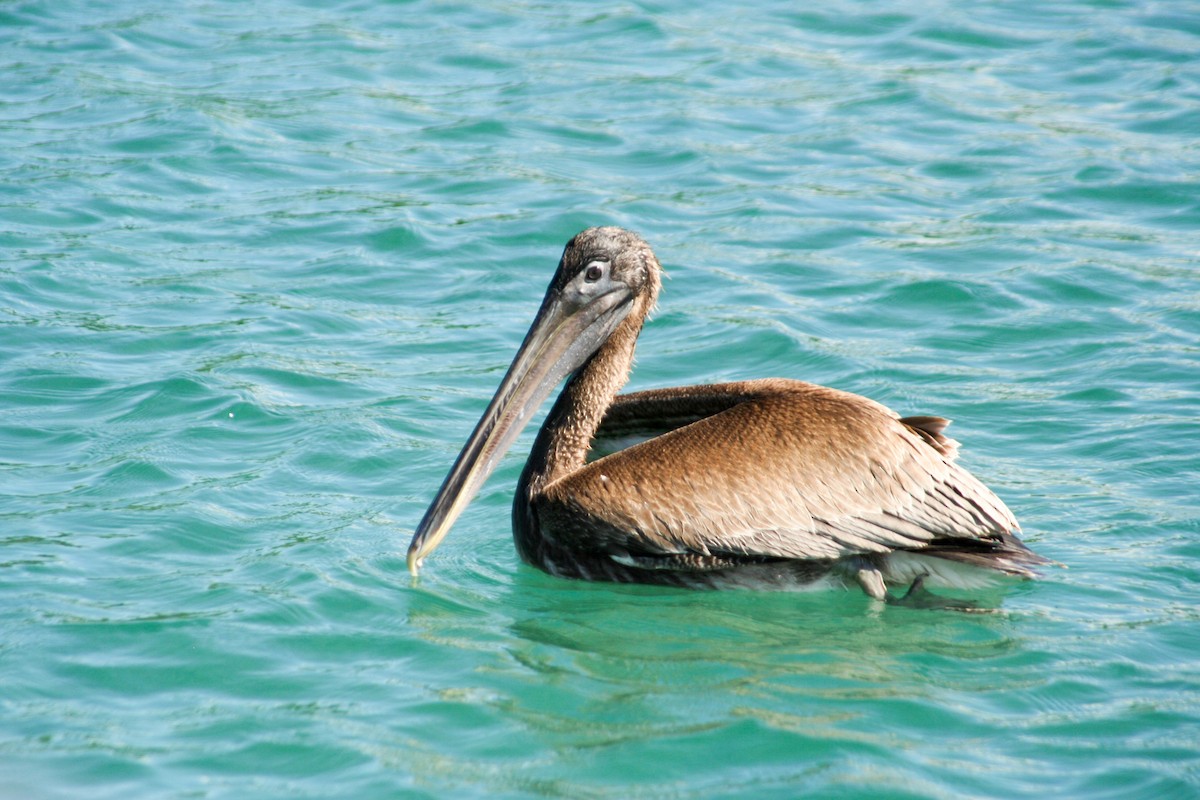 Brown Pelican - ML54158881
