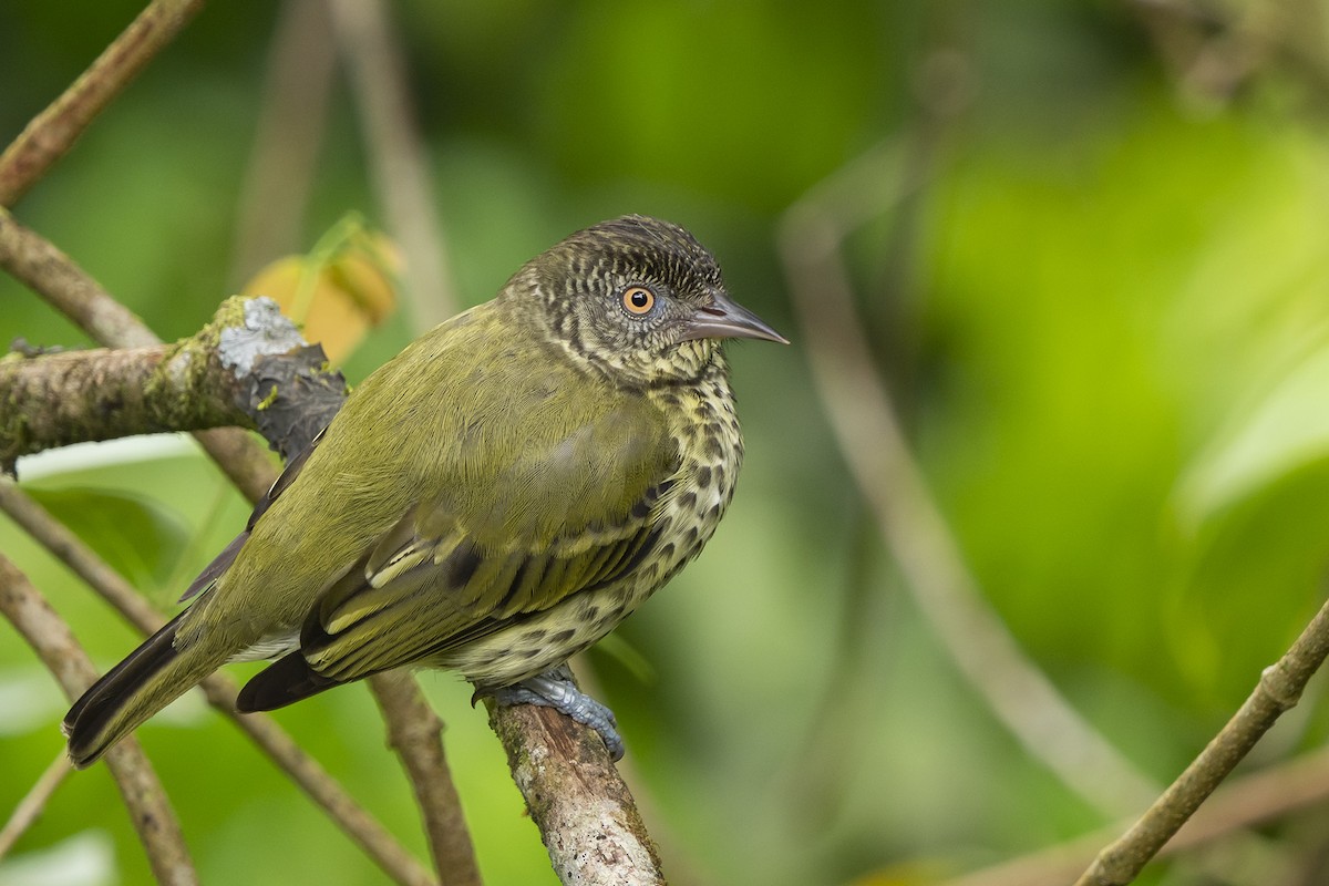 Sharpbill - Joshua Covill