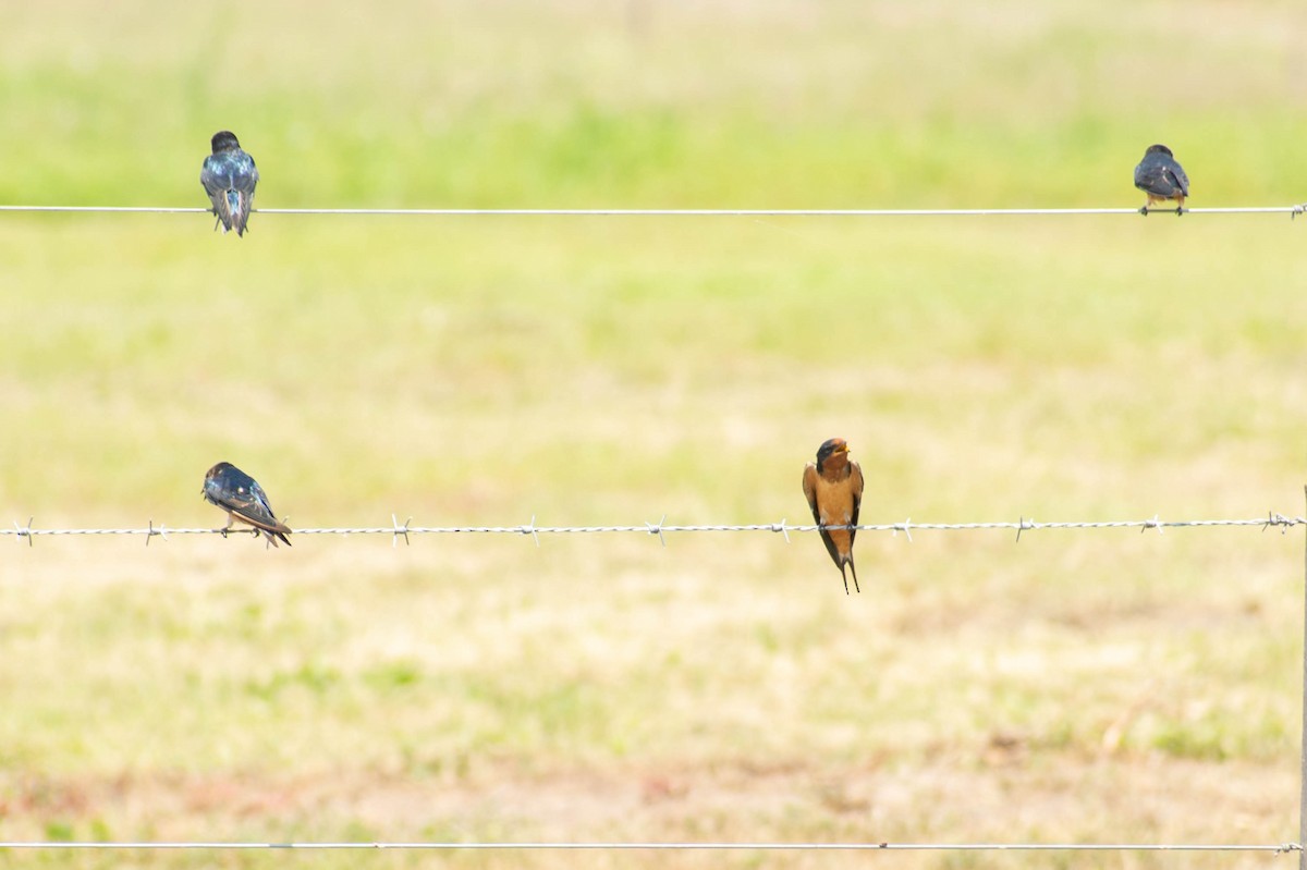 Barn Swallow - Leandro Bareiro Guiñazú