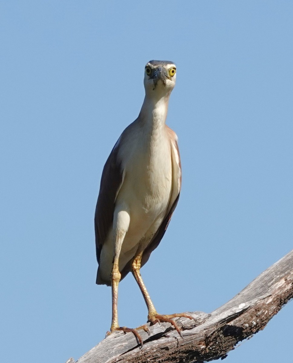 Nankeen Night Heron - ML541590361