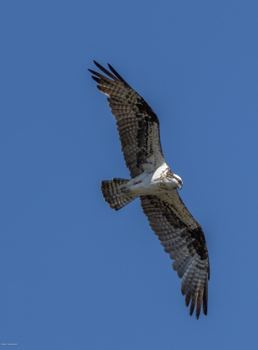 Osprey - ML541590661
