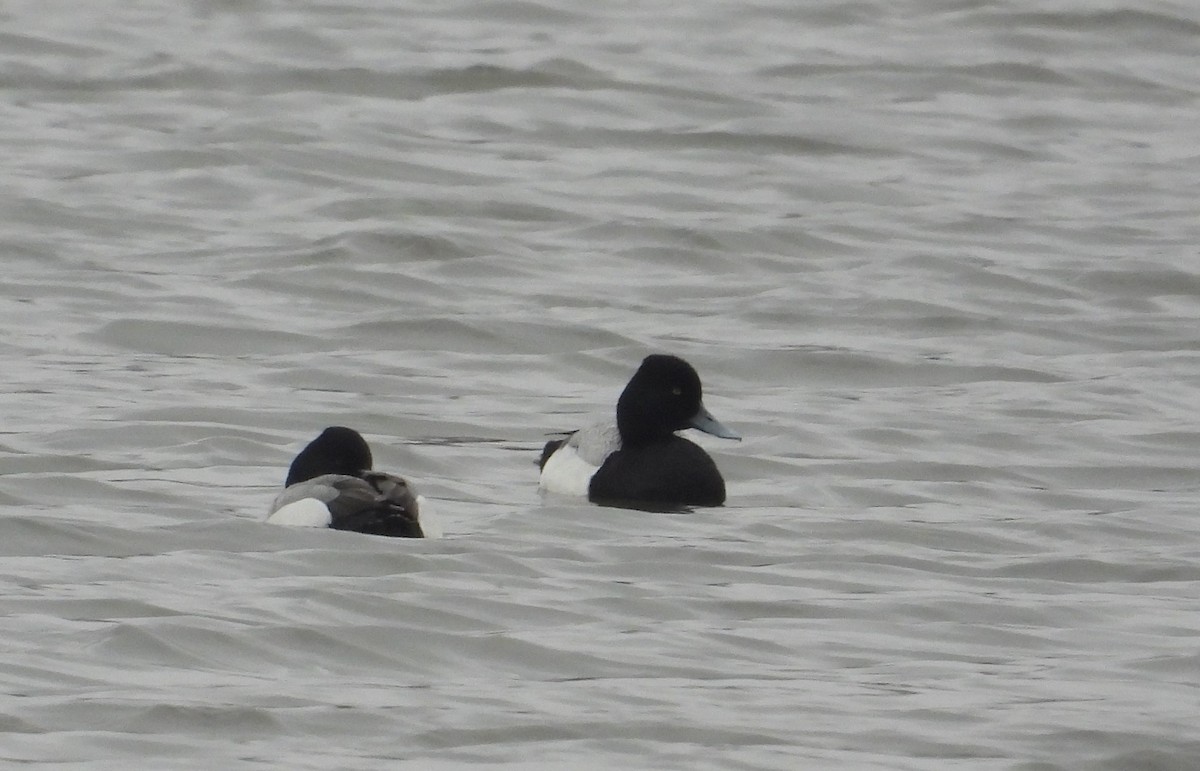 Lesser Scaup - ML541593251