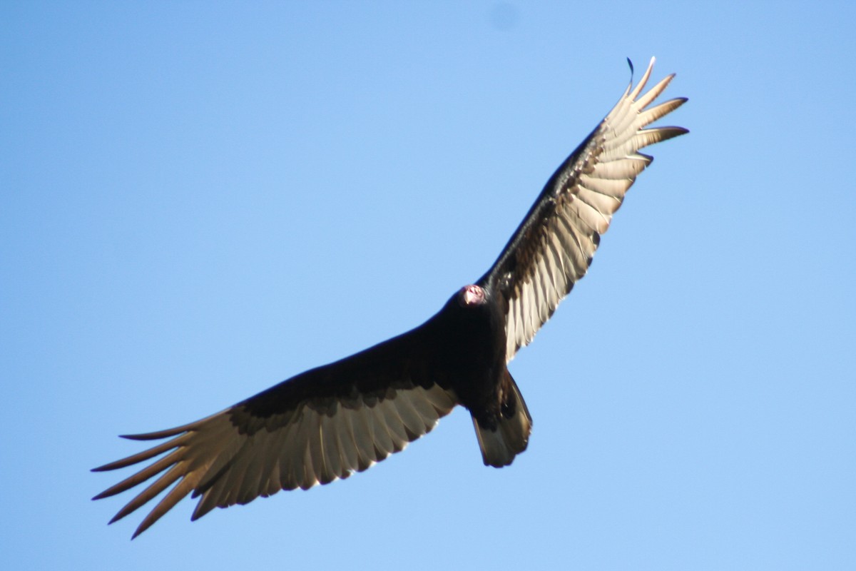 Turkey Vulture - Jean-Sébastien Guénette