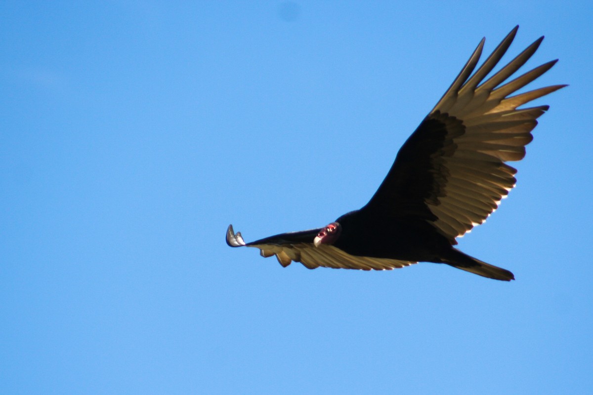 Turkey Vulture - Jean-Sébastien Guénette