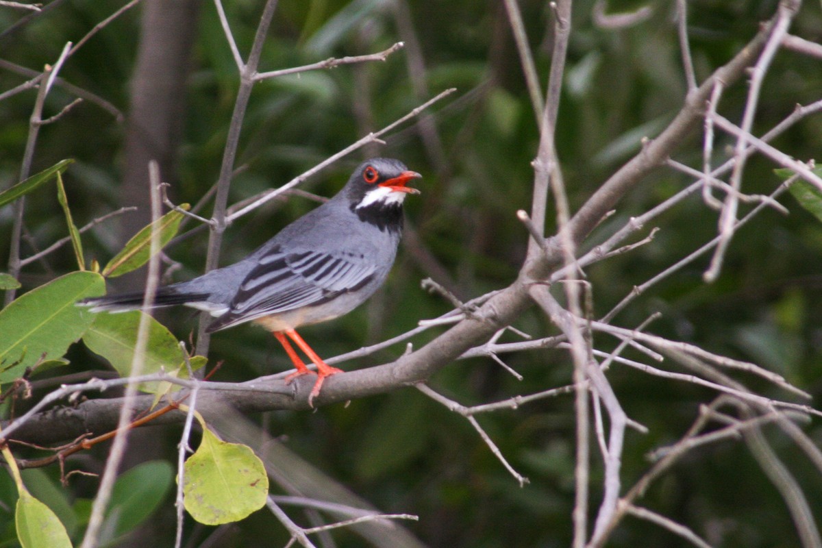 Red-legged Thrush - ML54159431