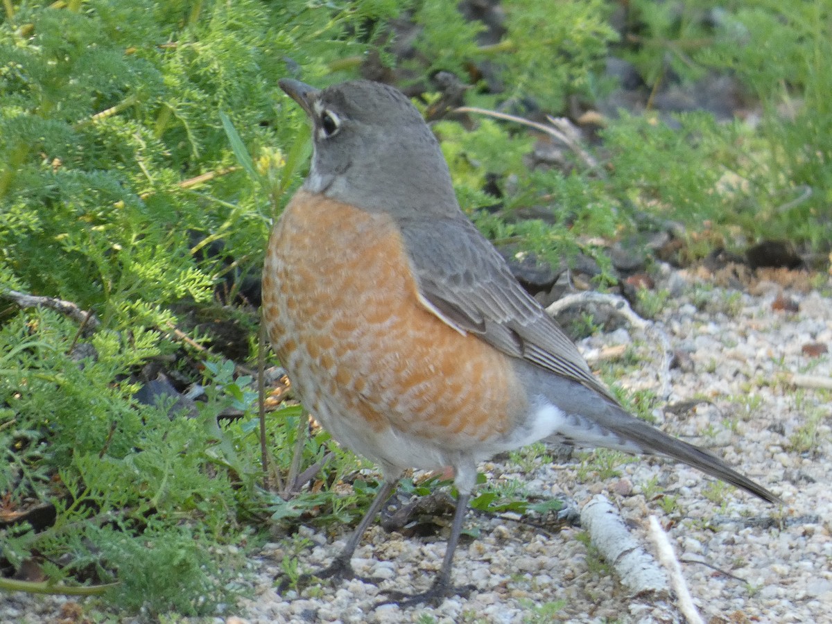 American Robin - ML541594881