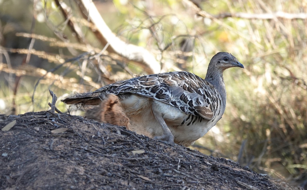 Malleefowl - ML541596481