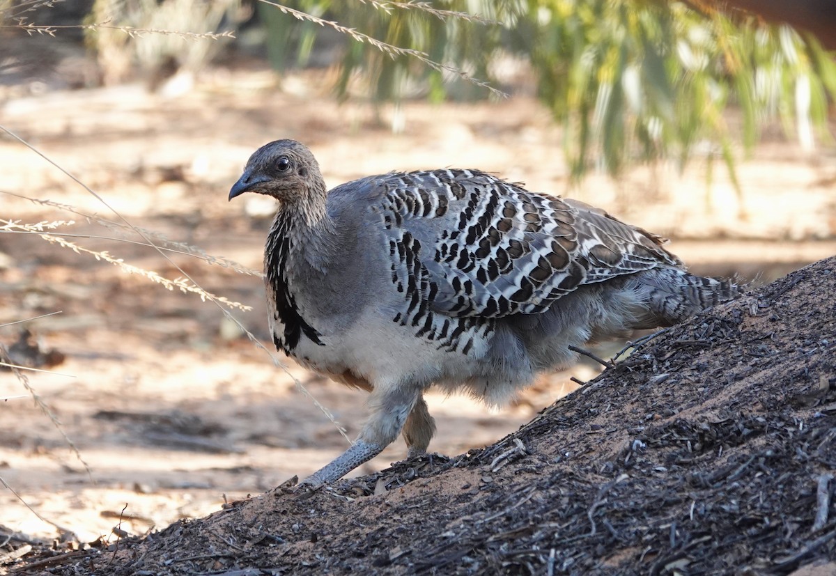 Malleefowl - ML541596811