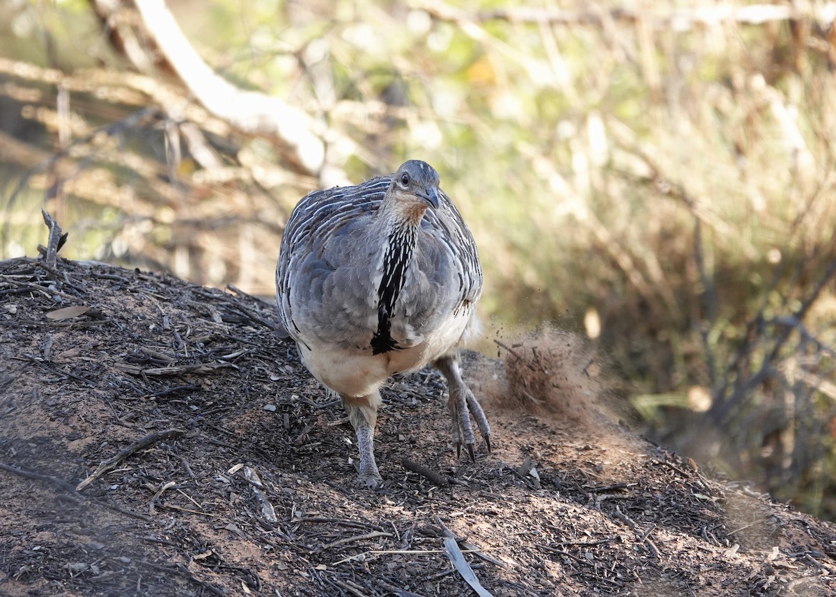 Malleefowl - ML541596891