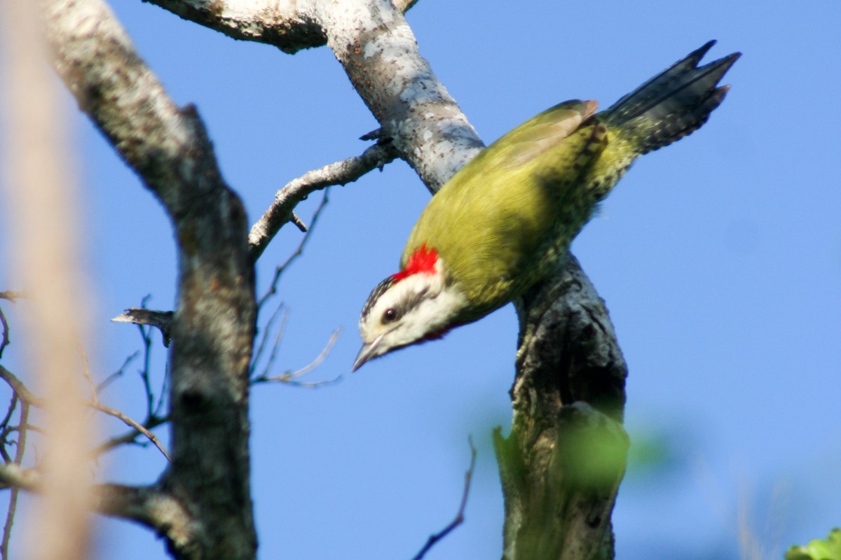 Cuban Green Woodpecker - Jean-Sébastien Guénette