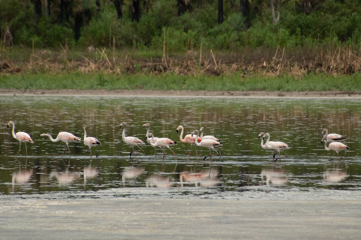 Chilean Flamingo - ML541598951