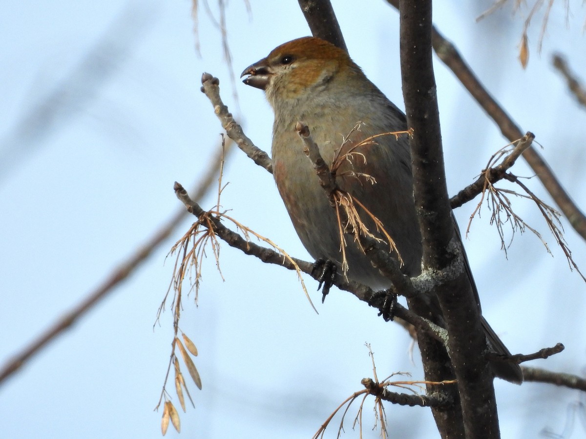 Pine Grosbeak - ML541599171