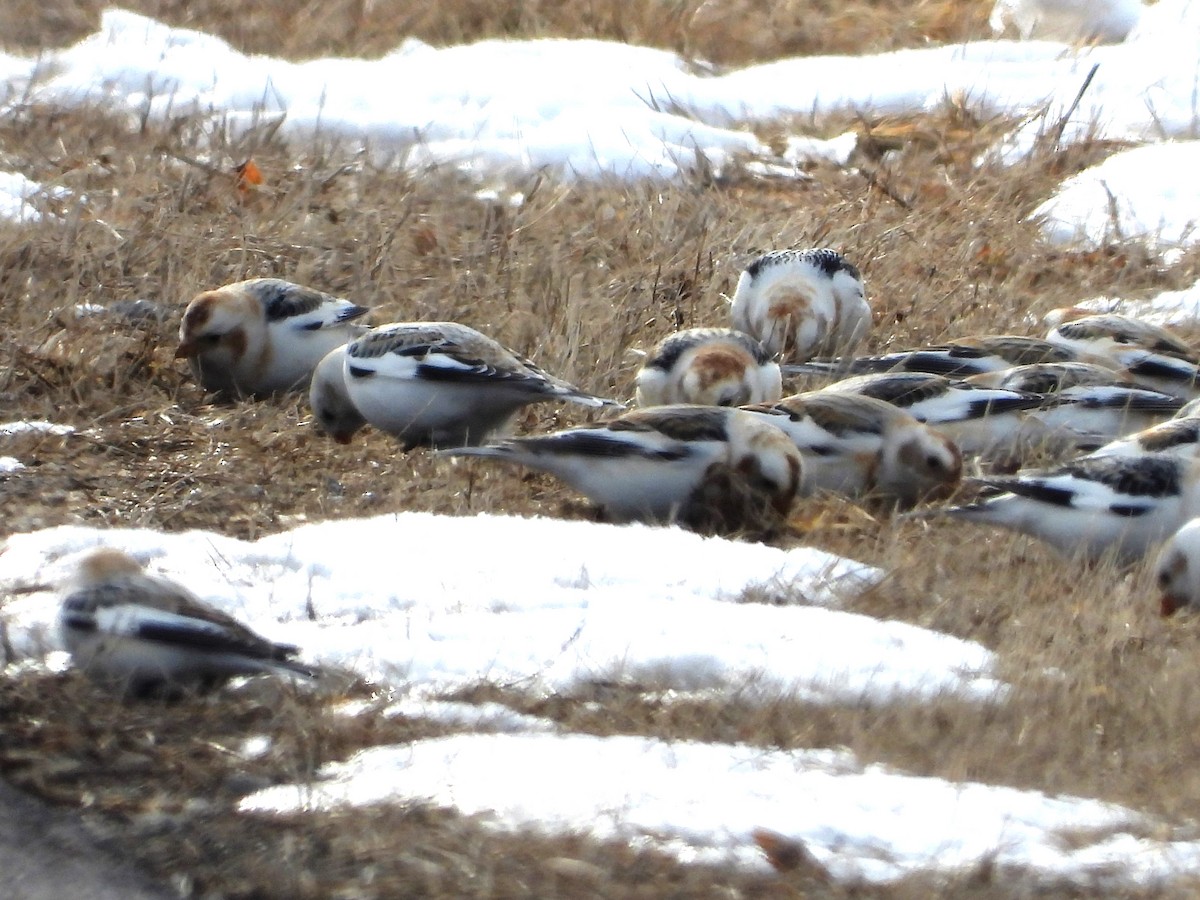 Snow Bunting - ML541599291