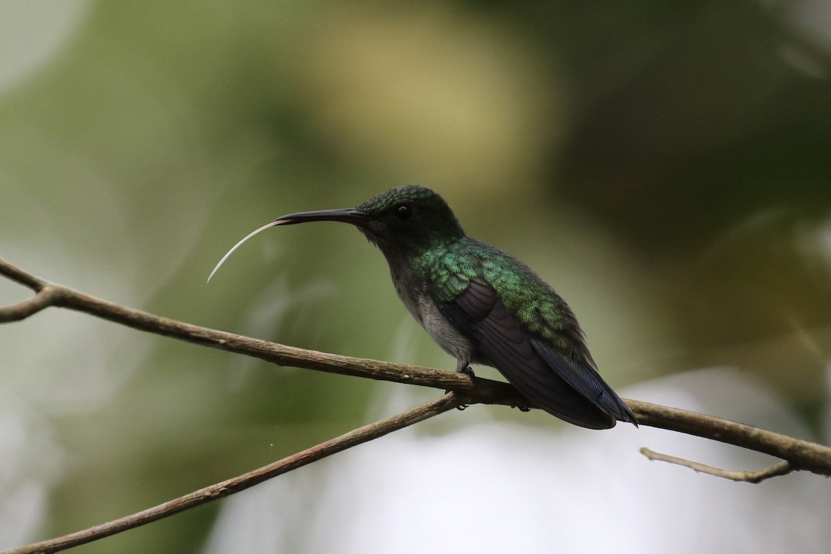 Blue-chested Hummingbird - Arnold Skei