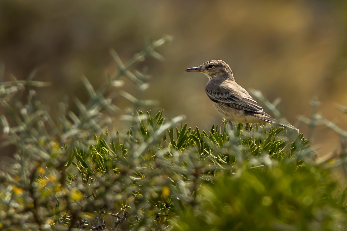 Gray-bellied Shrike-Tyrant - ML541600131