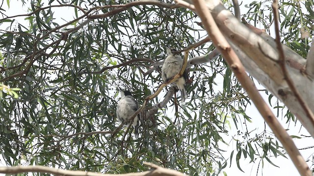 Gray Butcherbird - ML541600881